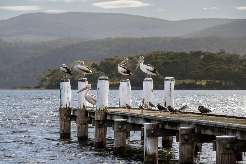 The Tarkine, Tasmania